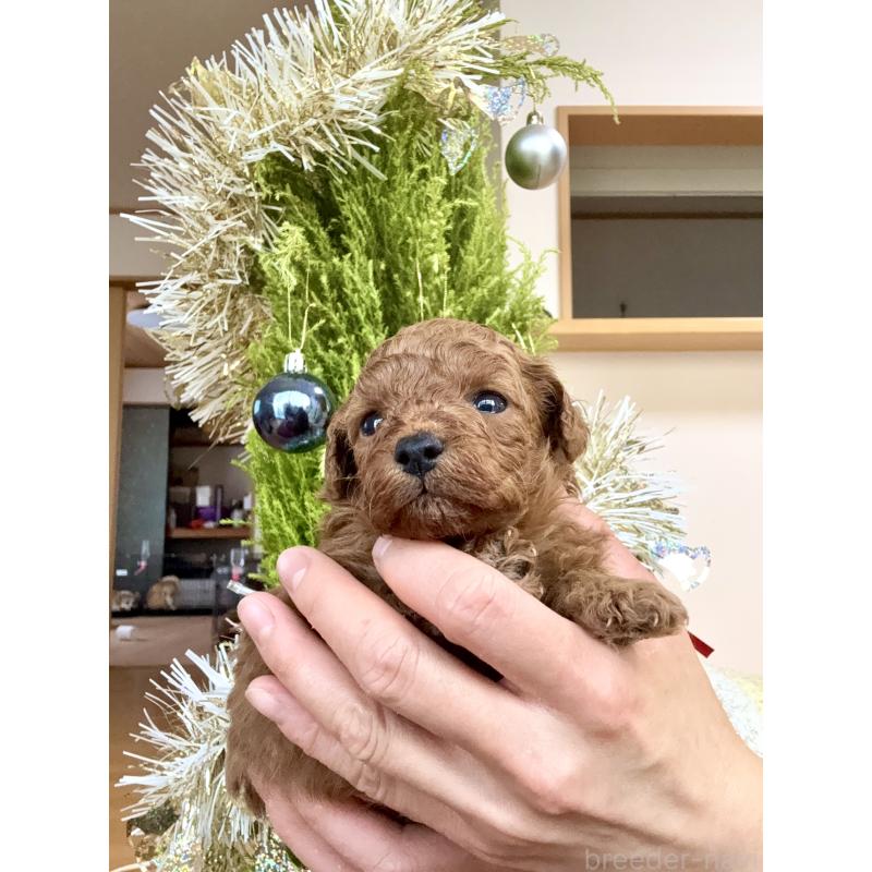 販売中の千葉県のトイプードル-432588の3枚目