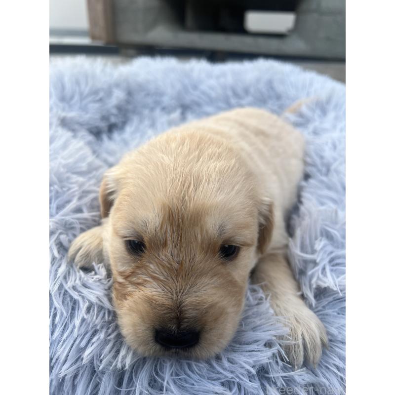 販売中の静岡県のゴールデンレトリーバー-432598の5枚目