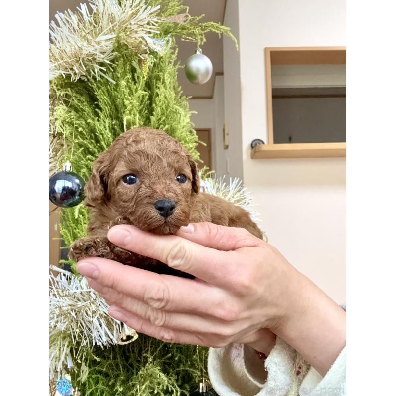 販売中の千葉県のトイプードル-432588の2枚目