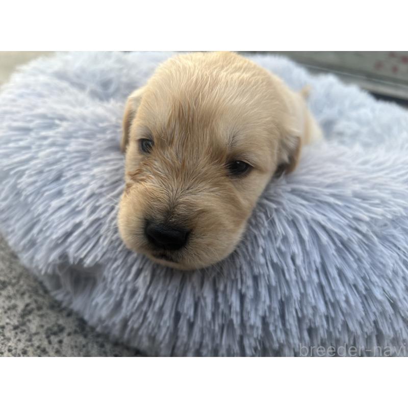 販売中の静岡県のゴールデンレトリーバー-432598の4枚目