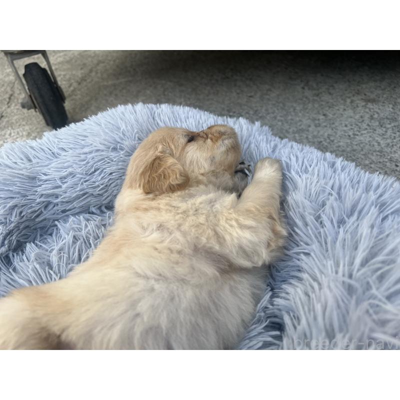 販売中の静岡県のゴールデンレトリーバー-432598の3枚目