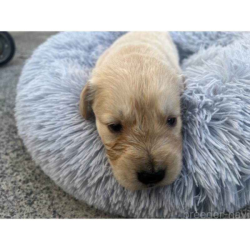 販売中の静岡県のゴールデンレトリーバー-432598の2枚目