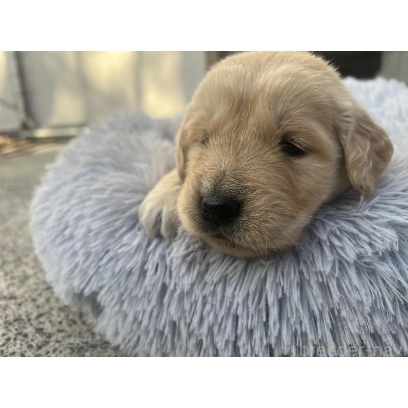 販売中の静岡県のゴールデンレトリーバー-432597の5枚目