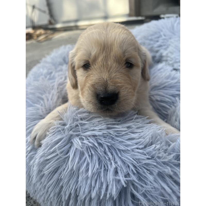 販売中の静岡県のゴールデンレトリーバー-432597の4枚目