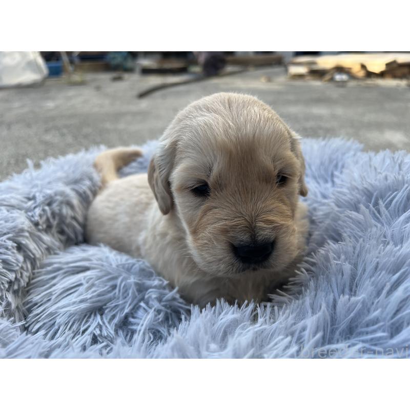 販売中の静岡県のゴールデンレトリーバー-432597の3枚目