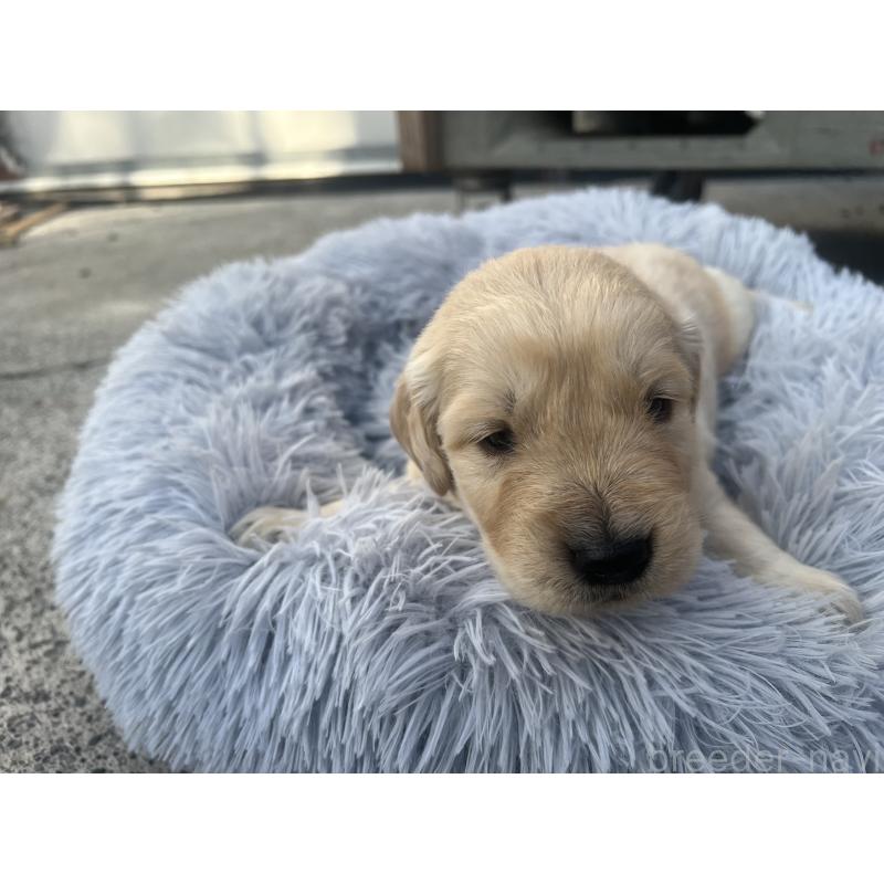 販売中の静岡県のゴールデンレトリーバー-432597の2枚目