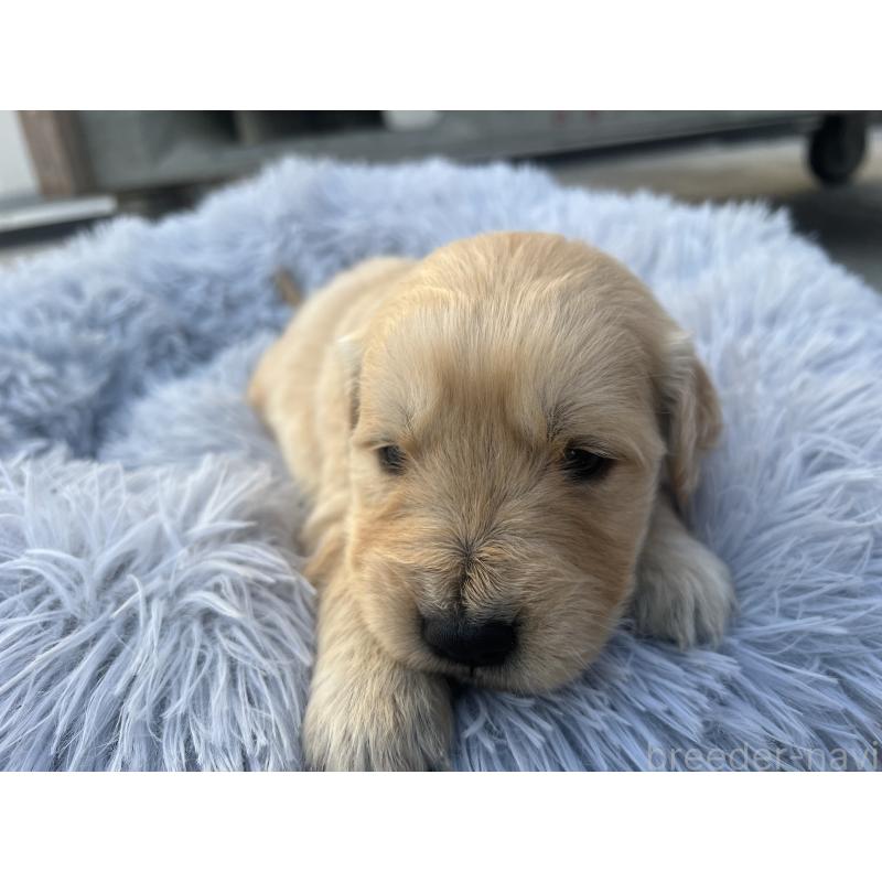 販売中の静岡県のゴールデンレトリーバー-432599の5枚目