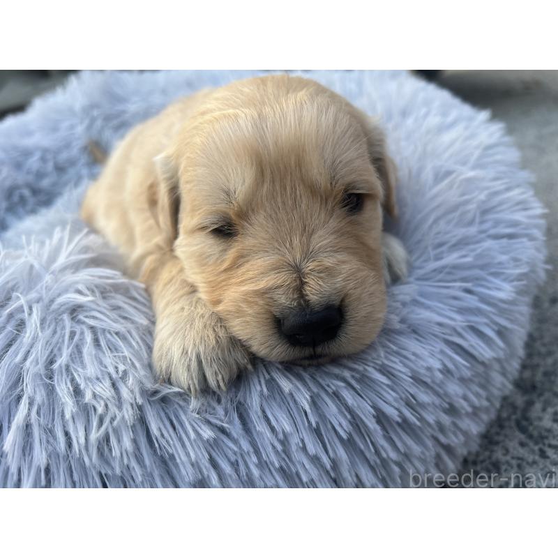 販売中の静岡県のゴールデンレトリーバー-432599の4枚目