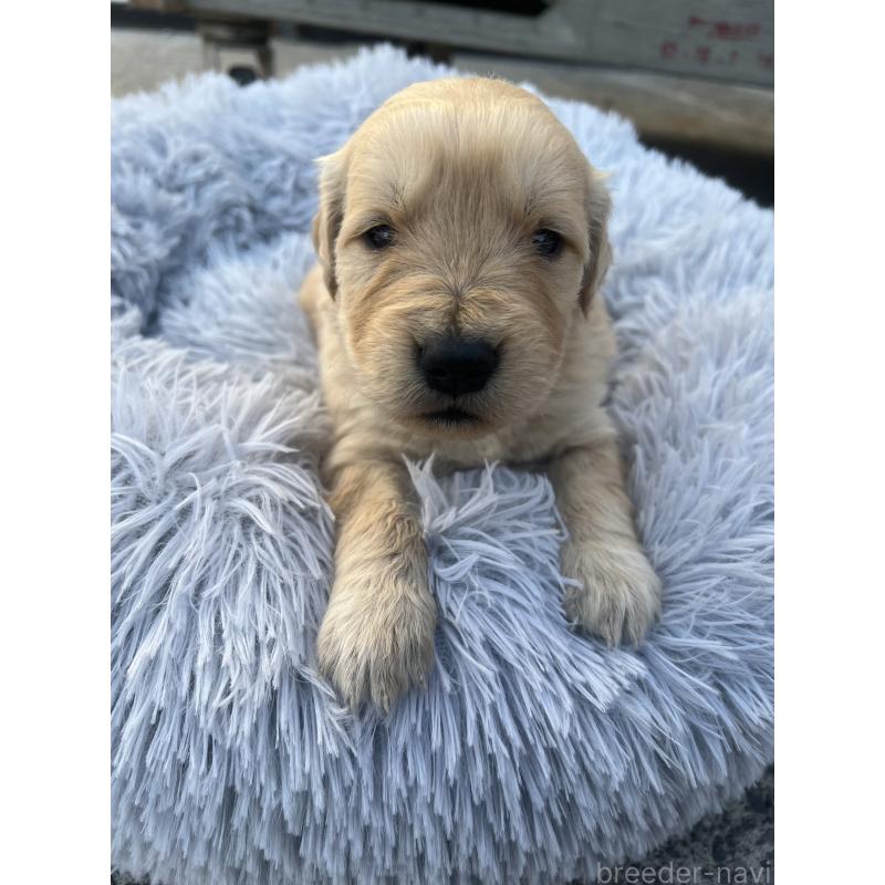 販売中の静岡県のゴールデンレトリーバー-432599の3枚目