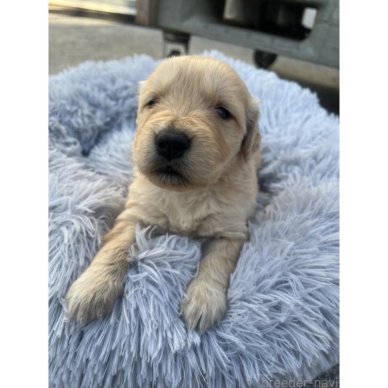 販売中の静岡県のゴールデンレトリーバー-432599の2枚目