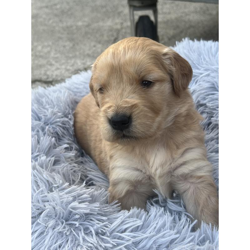 販売中の静岡県のゴールデンレトリーバー-432603の5枚目