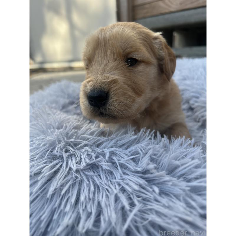 販売中の静岡県のゴールデンレトリーバー-432603の4枚目