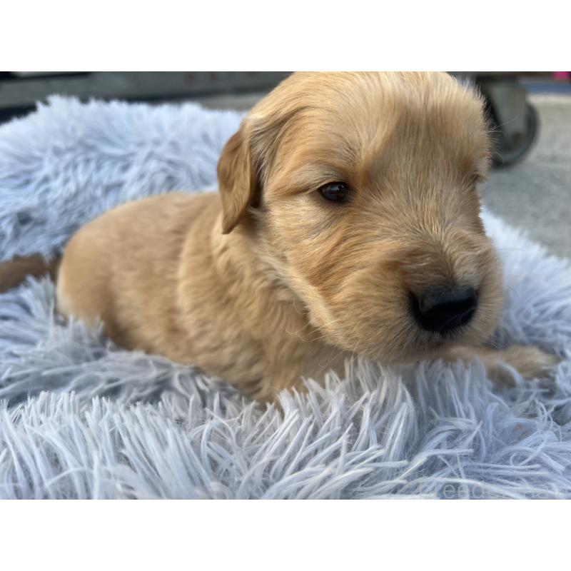 販売中の静岡県のゴールデンレトリーバー-432603の3枚目