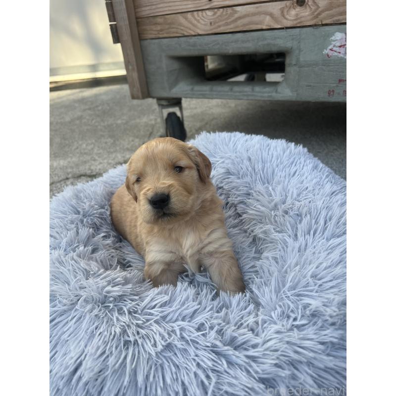 販売中の静岡県のゴールデンレトリーバー-432603の2枚目