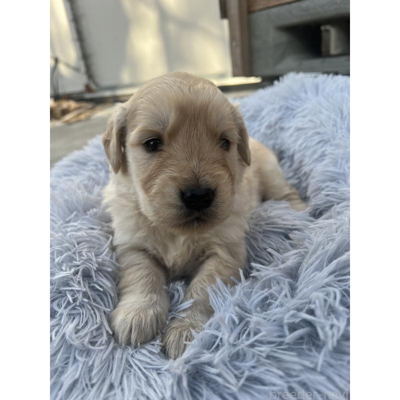 販売中の静岡県のゴールデンレトリーバー-432602の5枚目