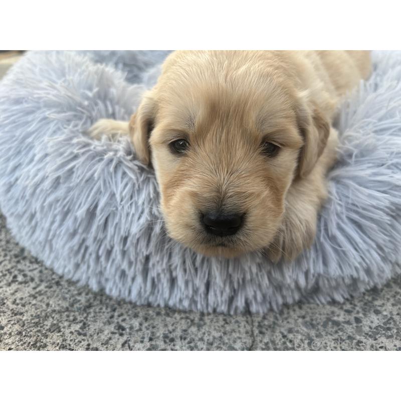 販売中の静岡県のゴールデンレトリーバー-432602の4枚目