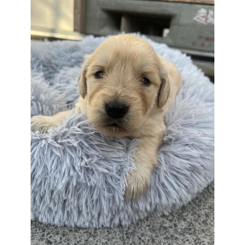 販売中の静岡県のゴールデンレトリーバー-432602の3枚目