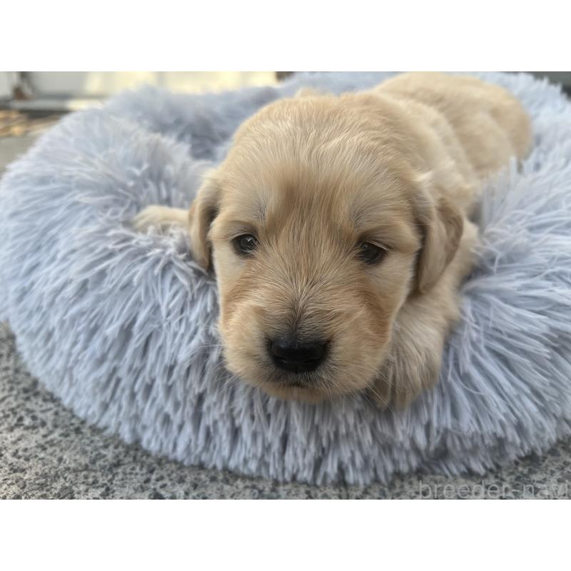 販売中の静岡県のゴールデンレトリーバー-432602の2枚目