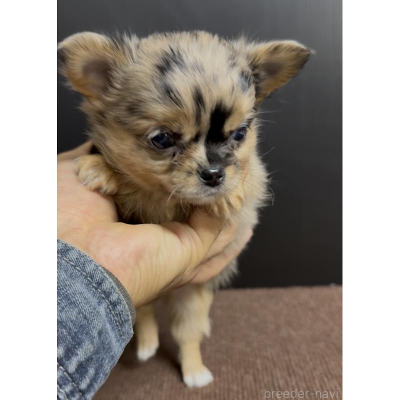 販売中の福岡県のチワワ(ロングコート)-432589の3枚目