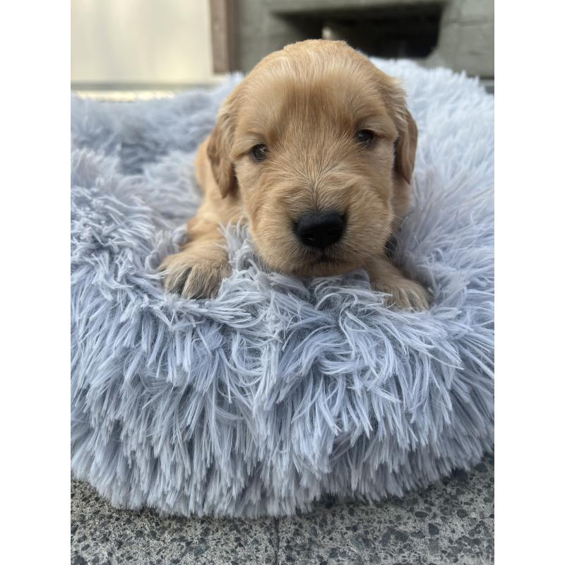 販売中の静岡県のゴールデンレトリーバー-432591の5枚目