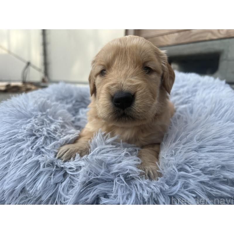 販売中の静岡県のゴールデンレトリーバー-432591の4枚目