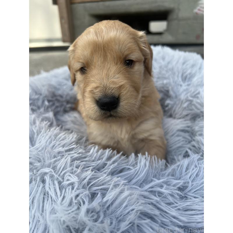 販売中の静岡県のゴールデンレトリーバー-432591の3枚目