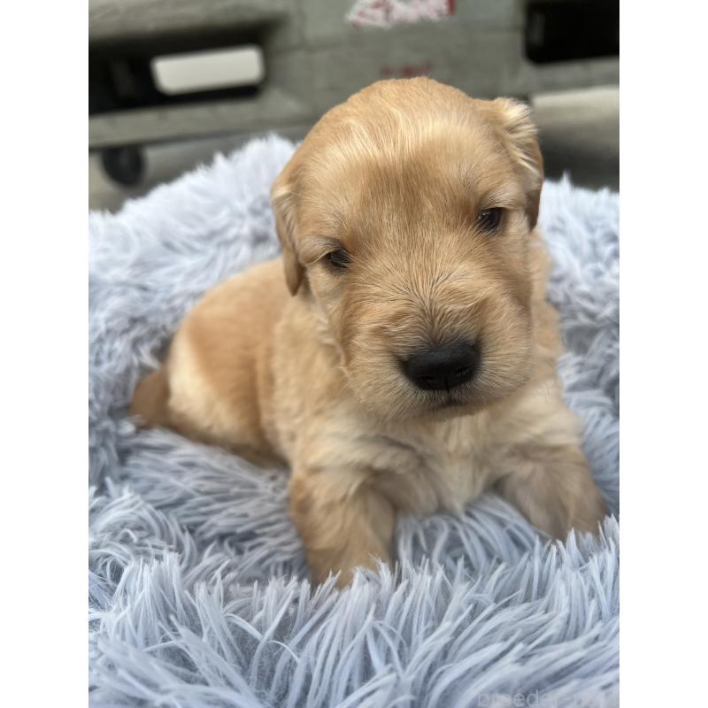 販売中の静岡県のゴールデンレトリーバー-432591の2枚目