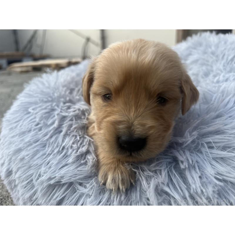 販売中の静岡県のゴールデンレトリーバー-432601の5枚目