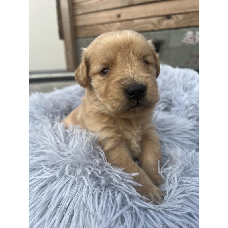 販売中の静岡県のゴールデンレトリーバー-432601の4枚目