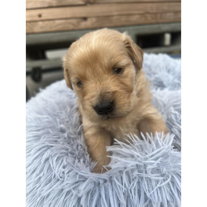 販売中の静岡県のゴールデンレトリーバー-432601の3枚目