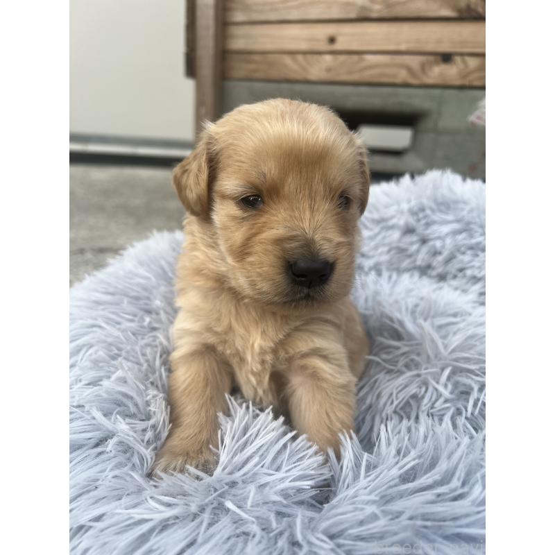 販売中の静岡県のゴールデンレトリーバー-432601の2枚目