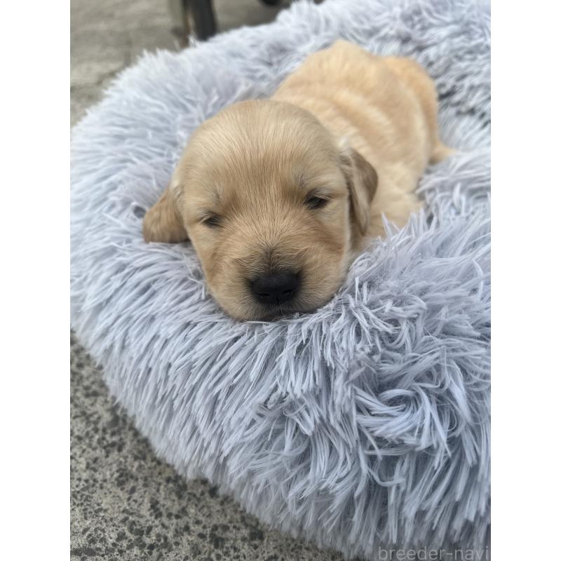 販売中の静岡県のゴールデンレトリーバー-432604の5枚目