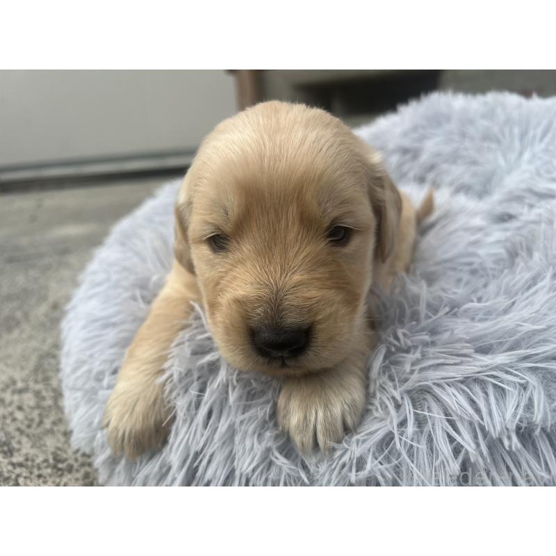 販売中の静岡県のゴールデンレトリーバー-432604の4枚目