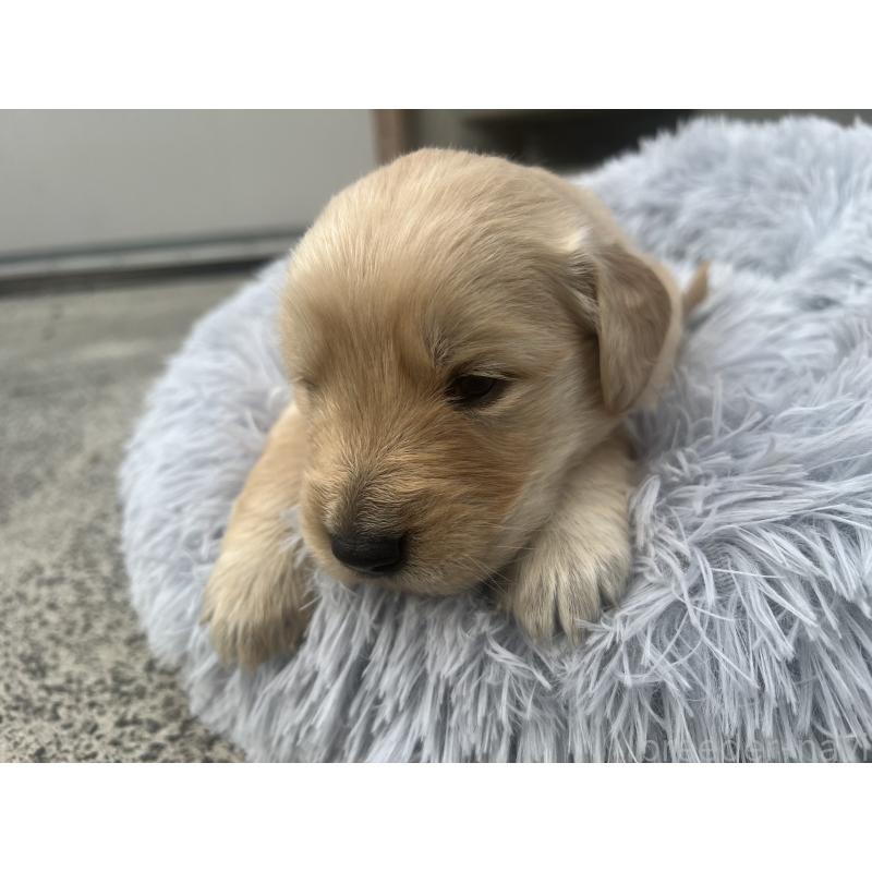 販売中の静岡県のゴールデンレトリーバー-432604の3枚目