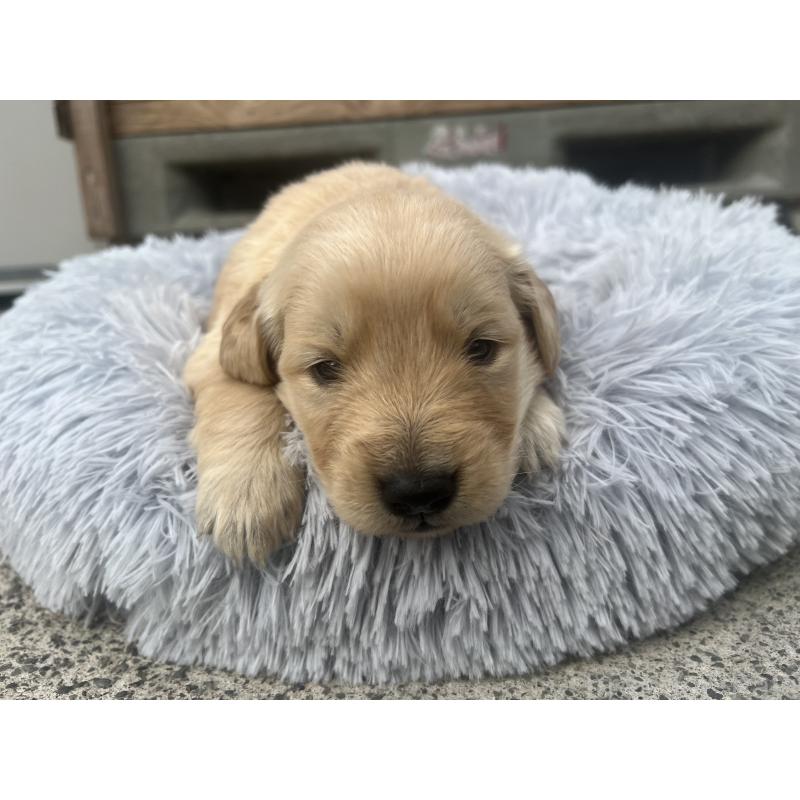 販売中の静岡県のゴールデンレトリーバー-432604の2枚目