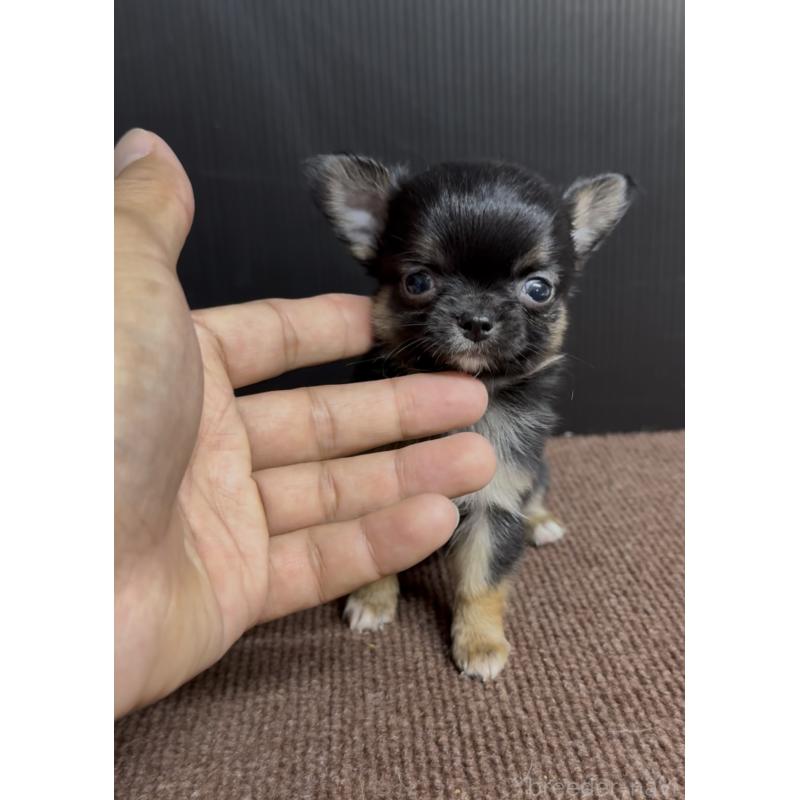 販売中の福岡県のチワワ(ロングコート)-432590の4枚目