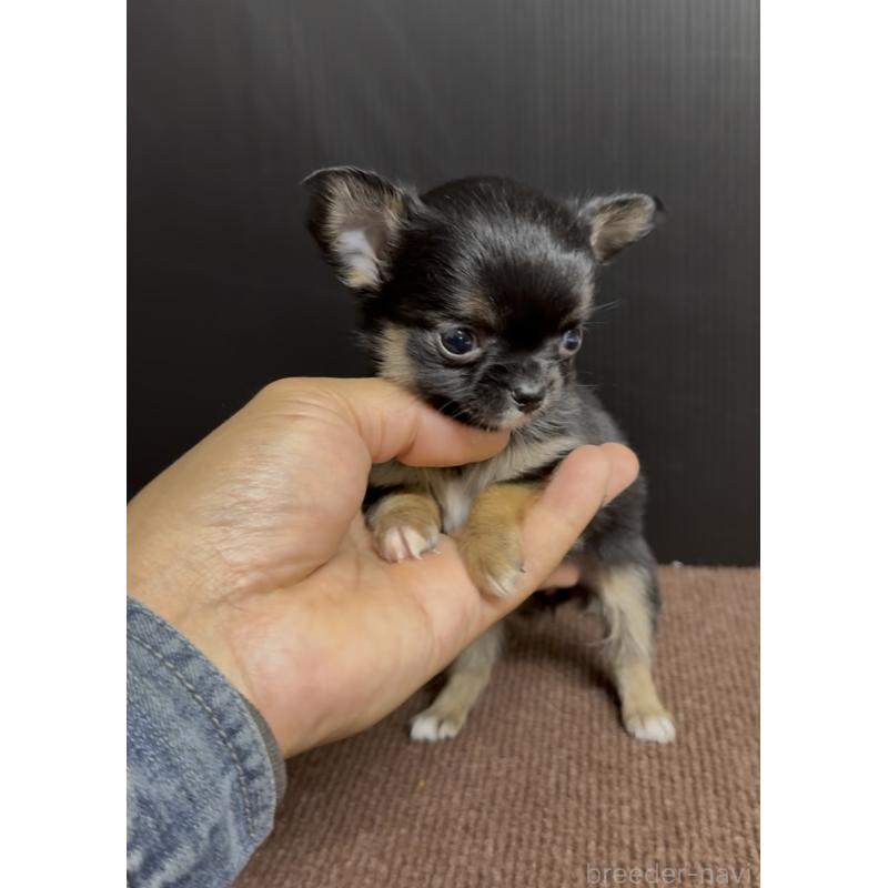 販売中の福岡県のチワワ(ロングコート)-432590の3枚目