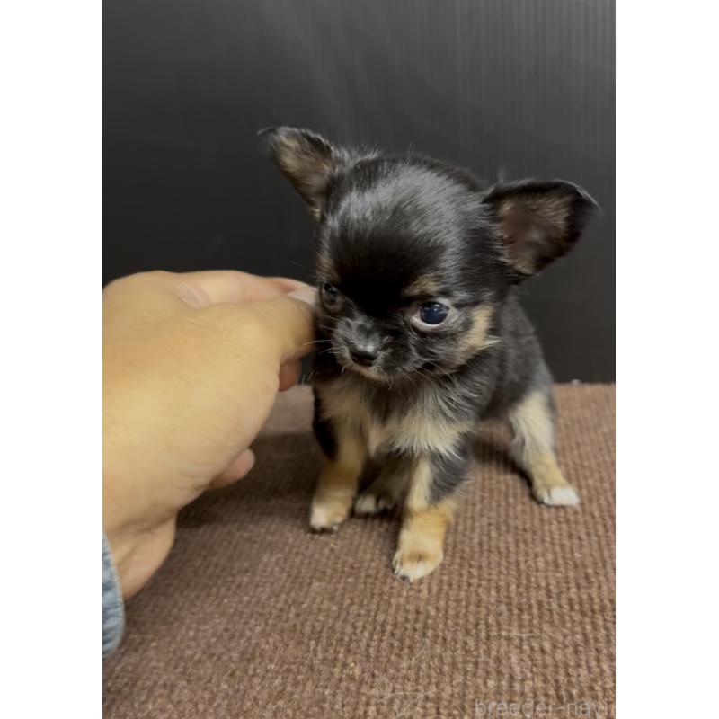 販売中の福岡県のチワワ(ロングコート)-432590の2枚目