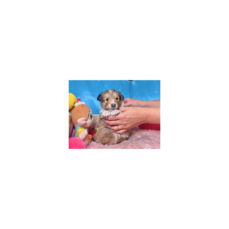 販売中の愛知県のシェットランドシープドッグ(シェルティ)-432592の3枚目