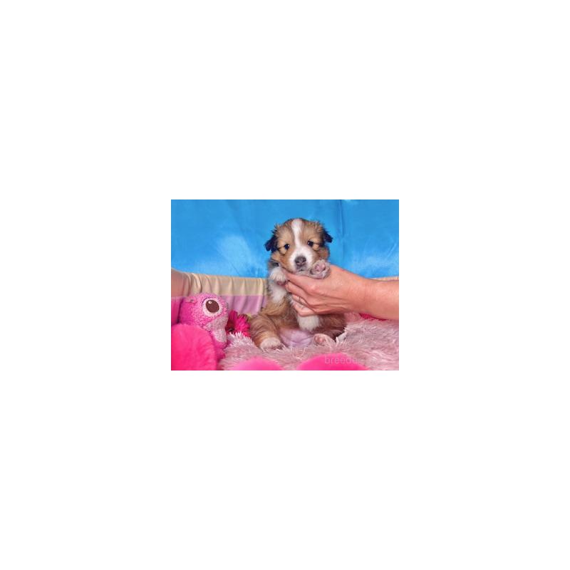 販売中の愛知県のシェットランドシープドッグ(シェルティ)-432593の6枚目