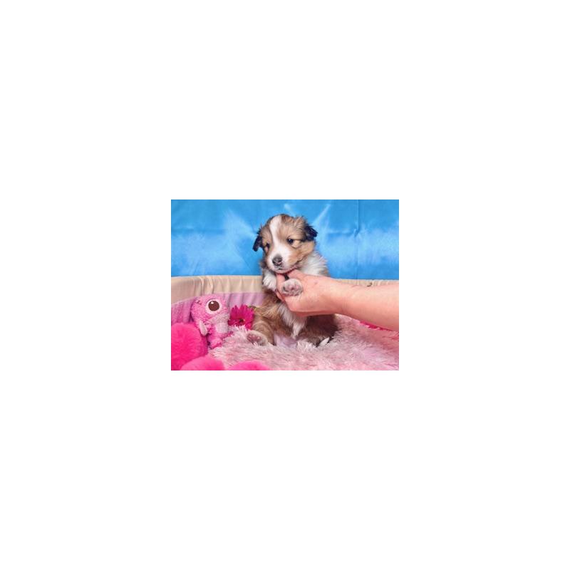 販売中の愛知県のシェットランドシープドッグ(シェルティ)-432593の3枚目