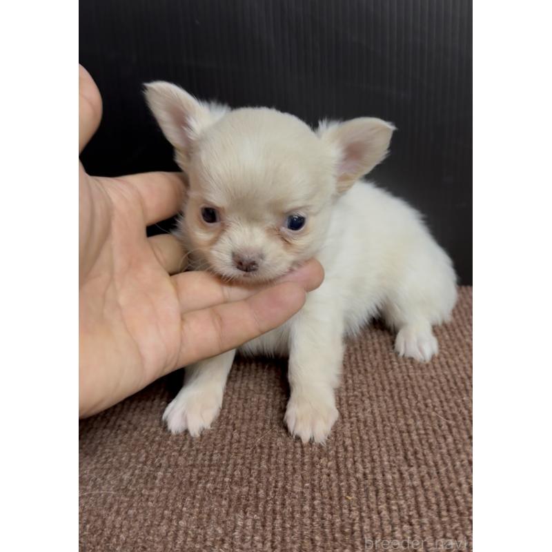 販売中の福岡県のチワワ(ロングコート)-432594の3枚目