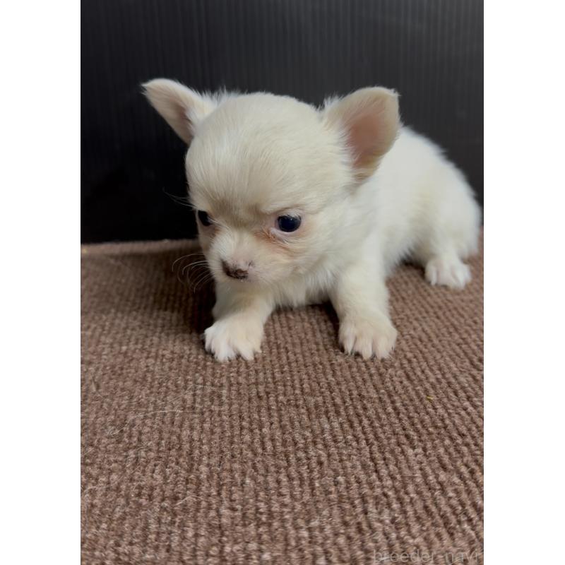 販売中の福岡県のチワワ(ロングコート)-432594の2枚目