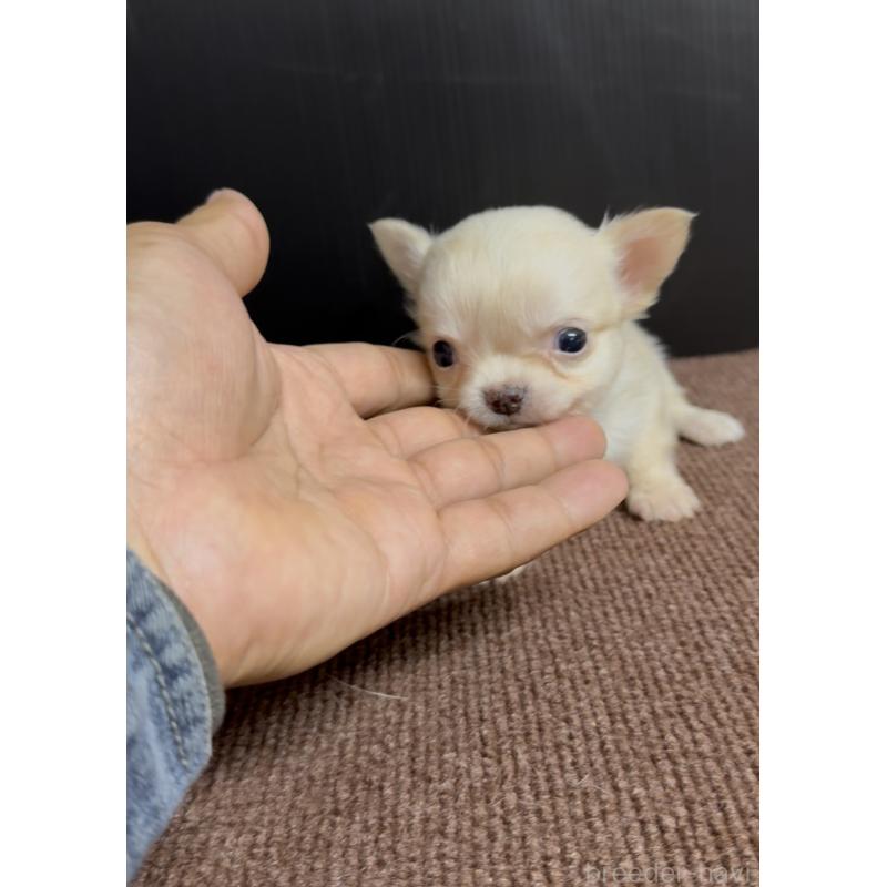 販売中の福岡県のチワワ(ロングコート)-432596の4枚目