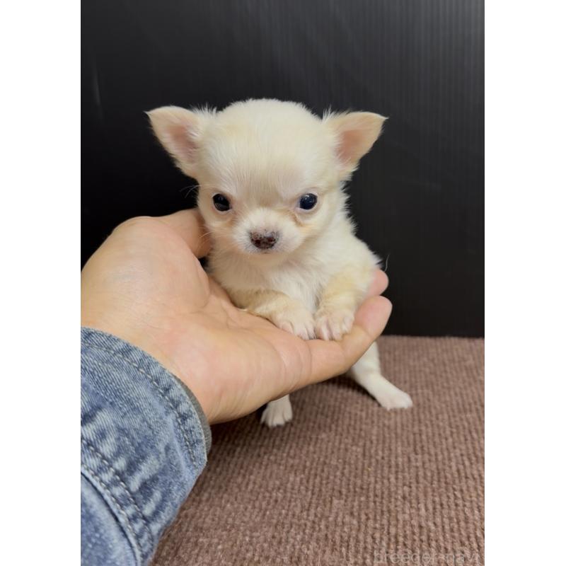 販売中の福岡県のチワワ(ロングコート)-432596の3枚目