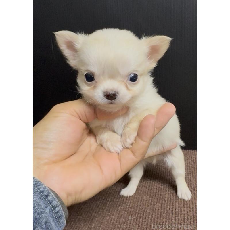 販売中の福岡県のチワワ(ロングコート)-432596の2枚目