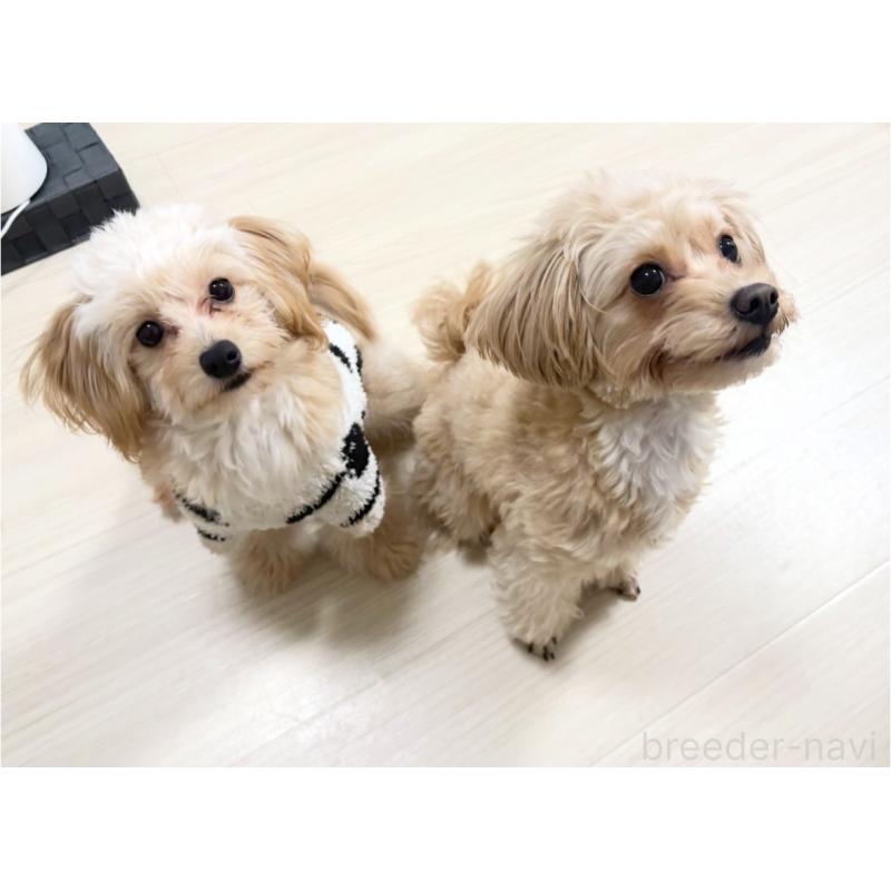 成約済の埼玉県のポメプー:ポメラニアン×トイプードル-426744の8枚目