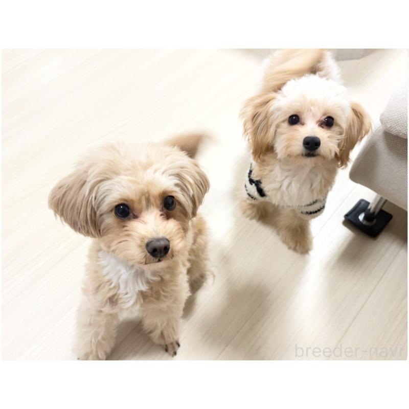 販売中ののポメプー:ポメラニアン×トイプードル-426744