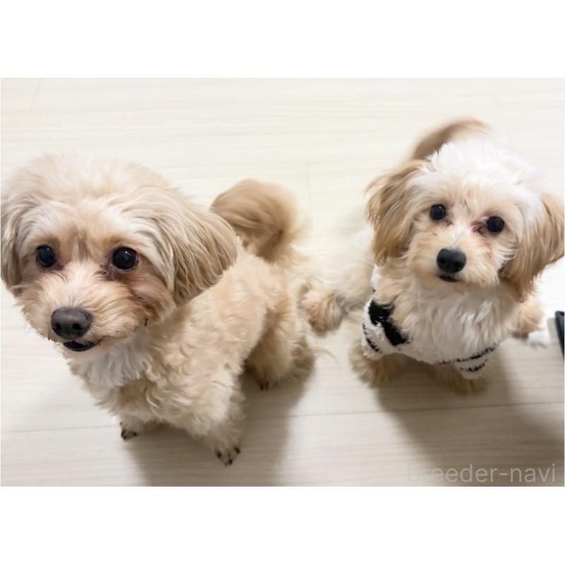 成約済の埼玉県のポメプー:ポメラニアン×トイプードル-426744の6枚目