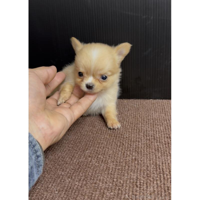 販売中の福岡県のチワワ(ロングコート)-432600の5枚目